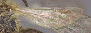 Media type: image;   Entomology 29827 Aspect: Wing hind